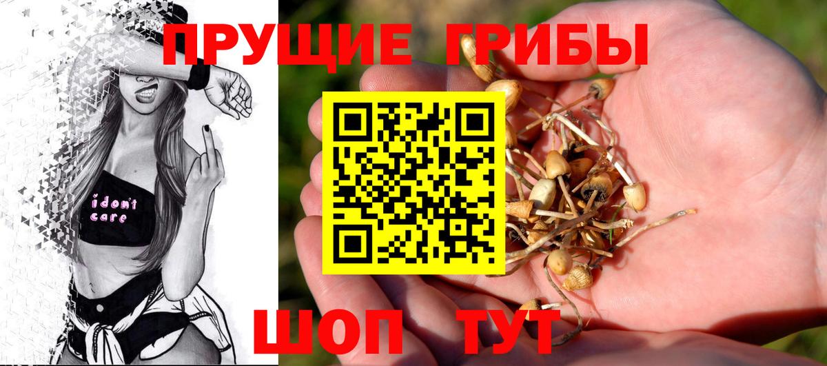 Псилоцибиновые грибы Cubensis Камень-на-Оби